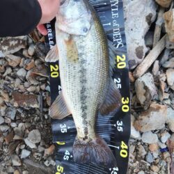 ジャークベイトで1匹