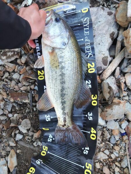 ジャークベイトで1匹