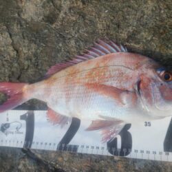 春の遠投カゴ釣り