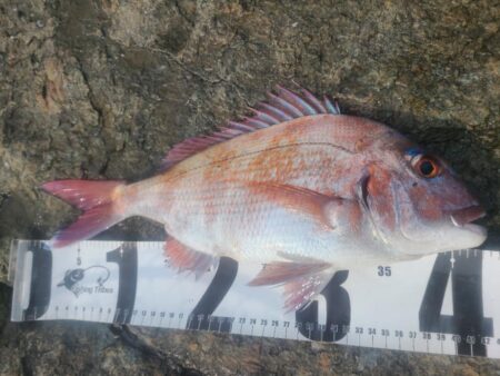 春の遠投カゴ釣り