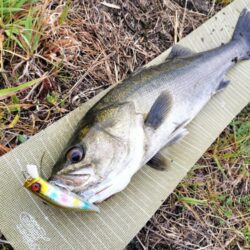 雨あと短時間調査