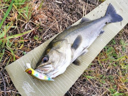 雨あと短時間調査