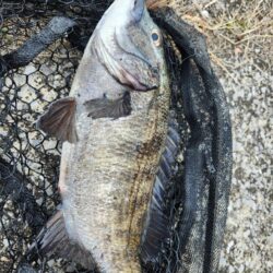 広島市内河川、春チニング