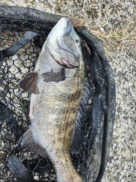 広島市内河川、春チニング