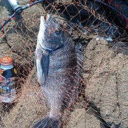産卵前の荒食い