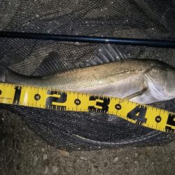 久しぶりの投稿