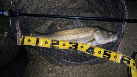 久しぶりの投稿