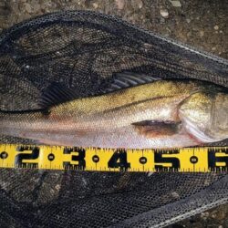 明るいカラーの方がいいのか？