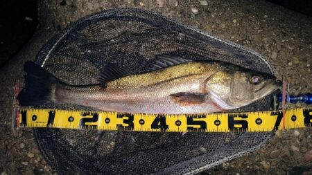 明るいカラーの方がいいのか？