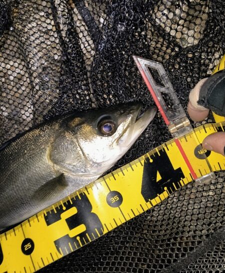 もうちょっと風が弱まって欲しい所