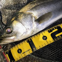 終了前に時合い⋯