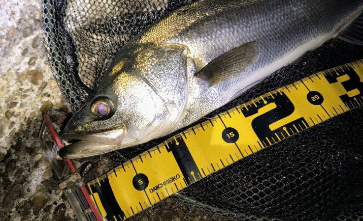 終了前に時合い⋯