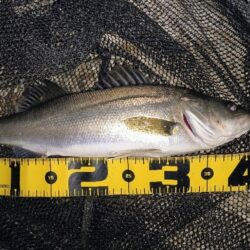 入れ食いは続かなかった⋯