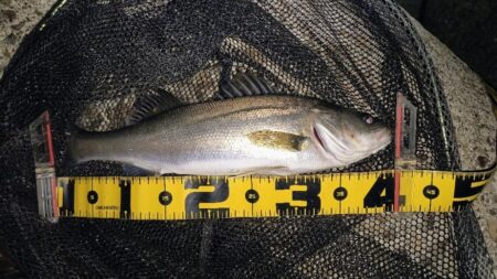 入れ食いは続かなかった⋯