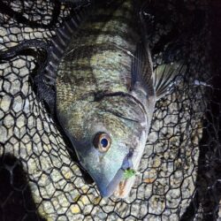 よなよなチニング