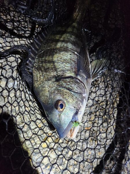 よなよなチニング