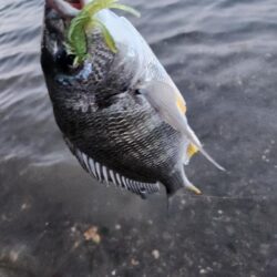 しごおわチニング