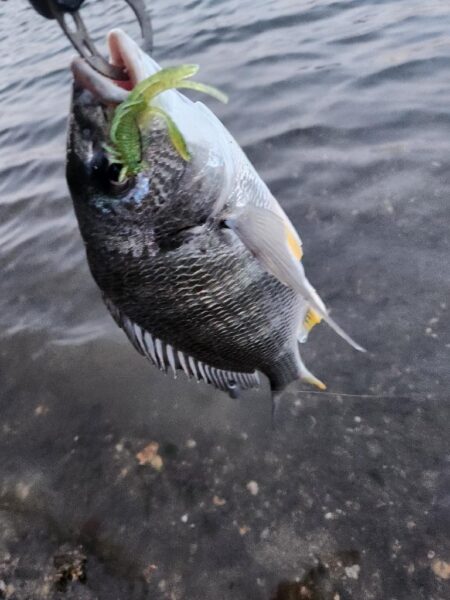 しごおわチニング