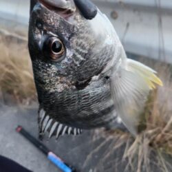 しごおわチニング