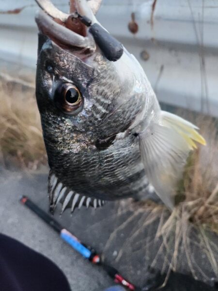 しごおわチニング