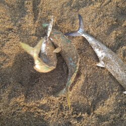 好調サーフの夕マヅメ