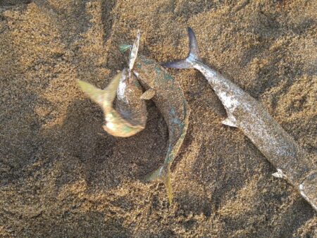 好調サーフの夕マヅメ