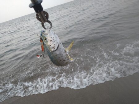 好調サーフのはず