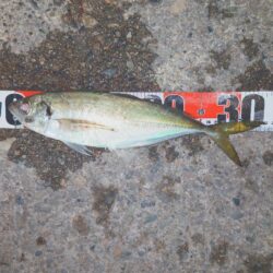 祭りわっしょいきた~