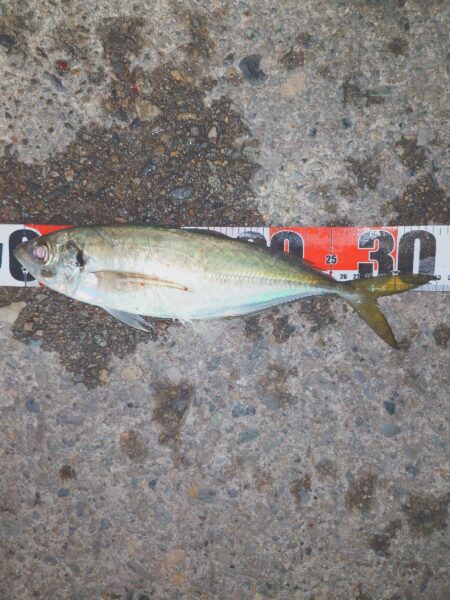 祭りわっしょいきた~