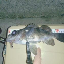 メバルプラッキング🎣