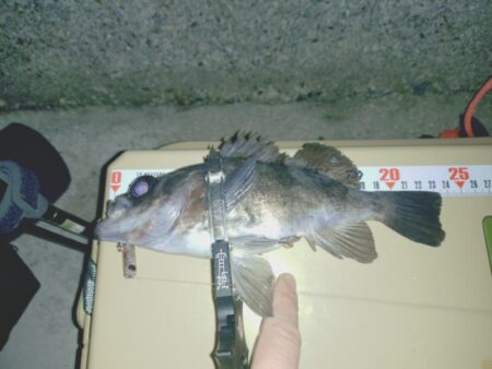 メバルプラッキング🎣