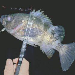 とにかく釣りたいメバリング