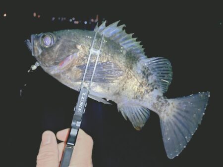 とにかく釣りたいメバリング