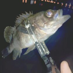 のんびりメバル狙い