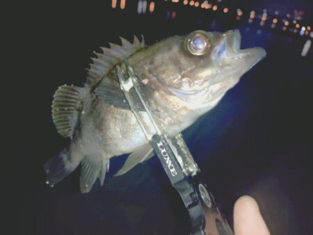 のんびりメバル狙い