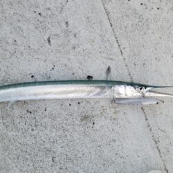 ダイペンで初フィッシュ