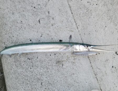 ダイペンで初フィッシュ