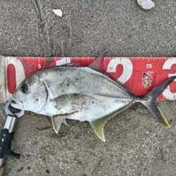 メッキが釣れました!