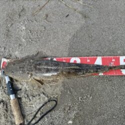 マゴチが釣れました!