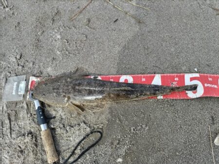 マゴチが釣れました!