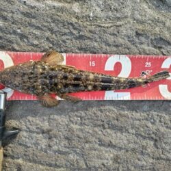 都市型河川でマゴチが釣れました!