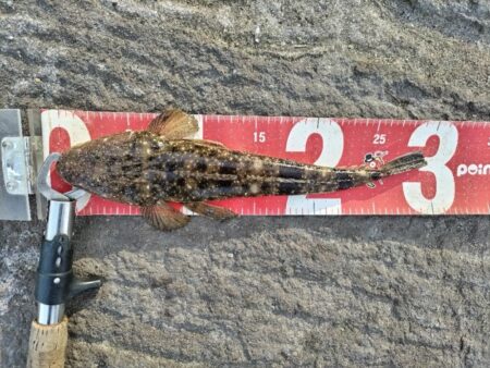 都市型河川でマゴチが釣れました!