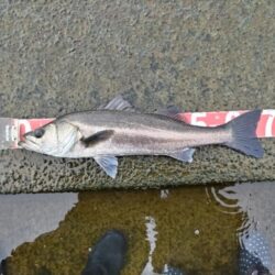 息子釣果。シーバス釣りました!