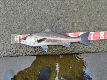 息子釣果。シーバス釣りました!