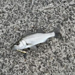 マイクロベイトパターン!