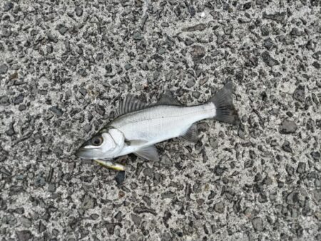 マイクロベイトパターン!