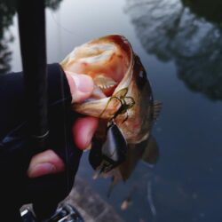 シャロークランキン