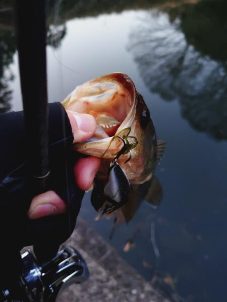 シャロークランキン