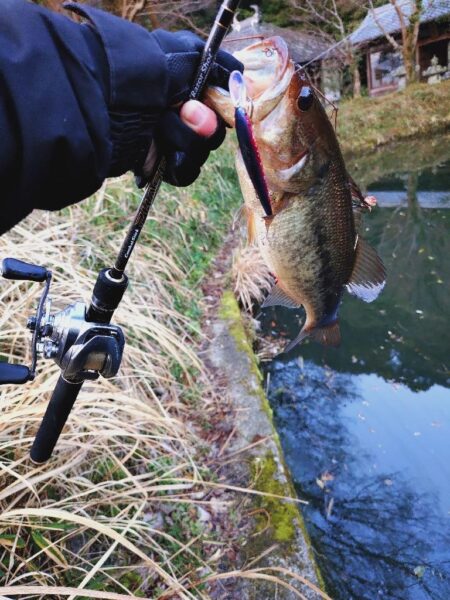 ジャークジャーク