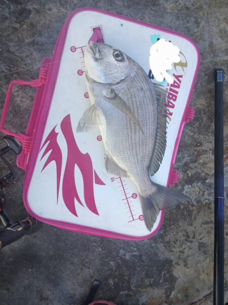 和歌山市江(吉丸渡船)でグレ釣り